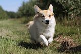 CORGI PEMBROKE 030